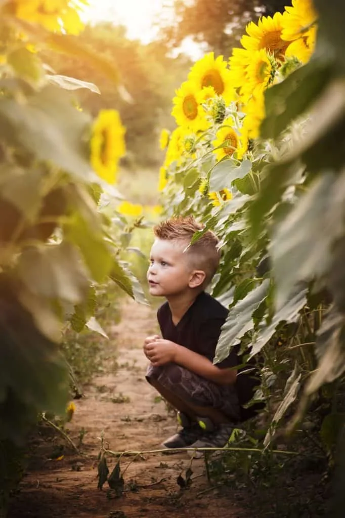 Photo d'un enfant accroupi dans une allée de tournesols