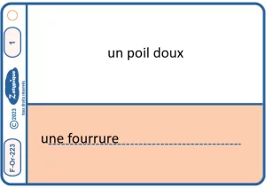 Écrire le féminin d'un adjectif avec changement de finale et les féminins irréguliers